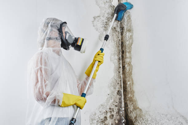 Best Residential Mold Removal  in Corralitos, CA