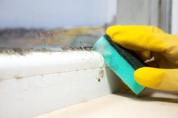Mold Removal Process in Corralitos, CA