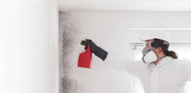 Best Mold Inspection  in Corralitos, CA